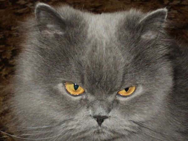 Нинель Ковалева