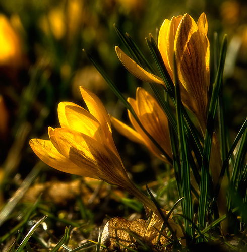 Юлия Конькова