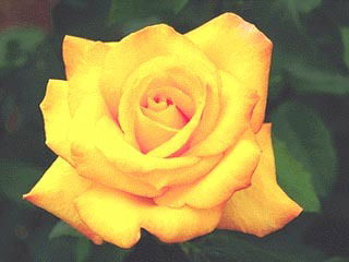 Татьяна Бортникова