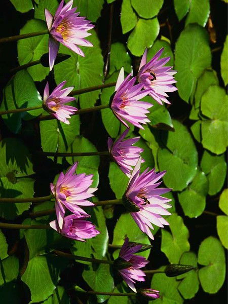 Айнура Кошманова