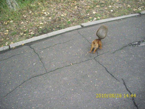 Эпидемиолог Hjlljv-2