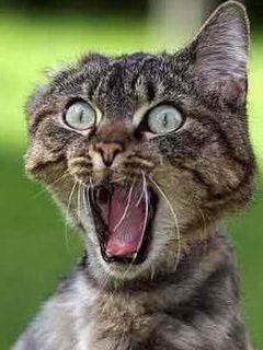 Александр Тощев