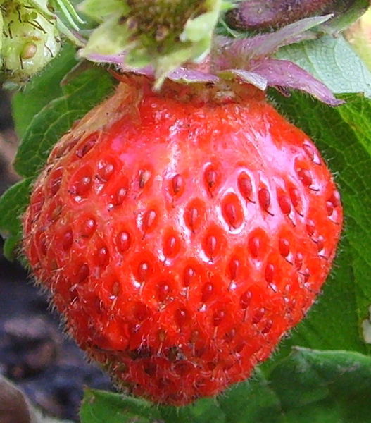 Любовь Хурсан