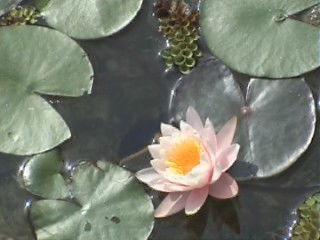 Гиляна Сарангова