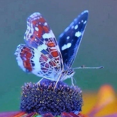 Анастасия Бикчантаева