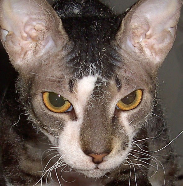 Сергей Лесич