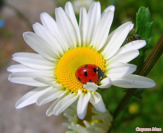 Юлька Удалова