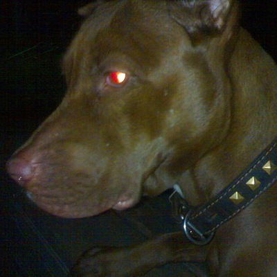 Илья Бубович