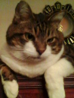 Анна Шаленко