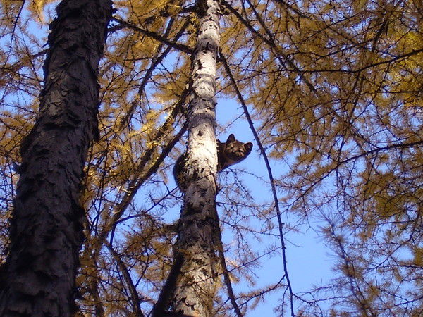 Андрей Воронин