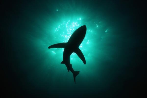 Александр Солодовников