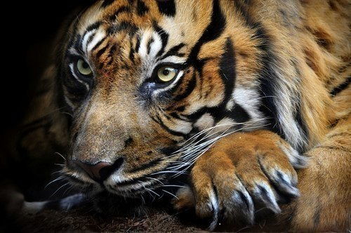 Петр Петровский