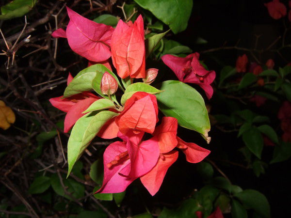 Вера Кондраткова