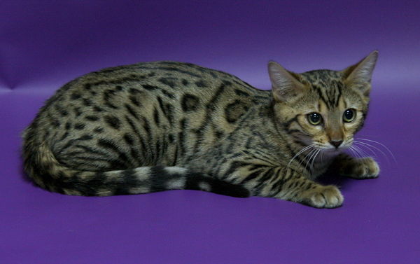 Тамара Терешко