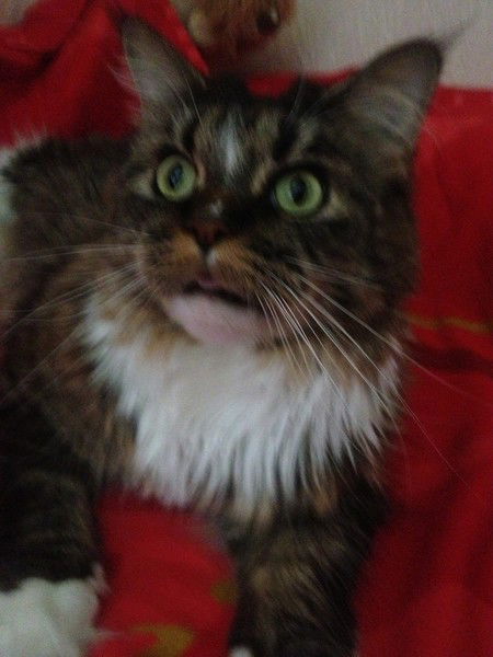 Вика Мочалова