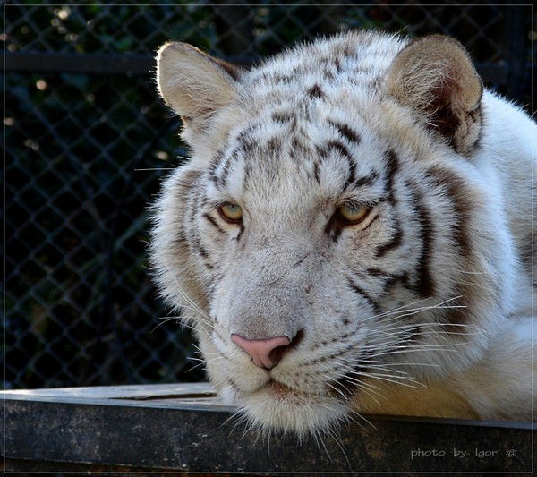 Марина Сердюк