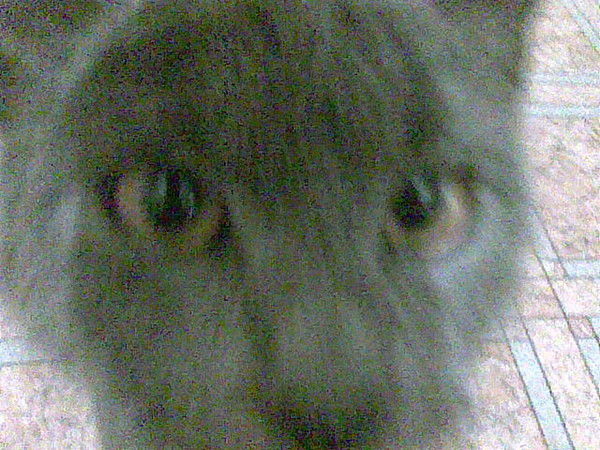 Ник Донской