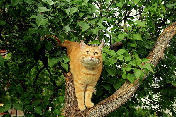 Злата Назарова