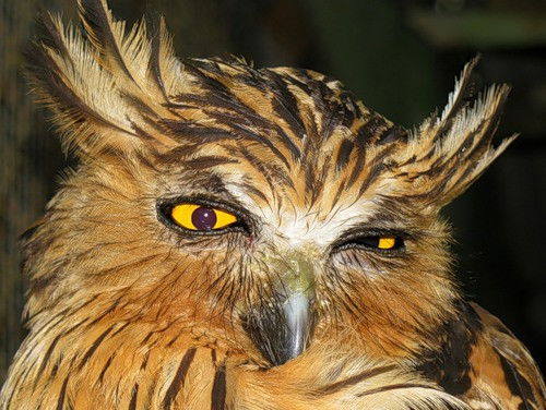 Ната Синяткина