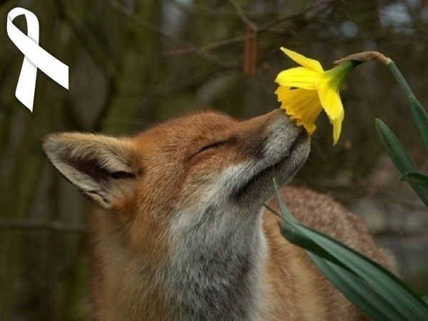 Юлия Захарова