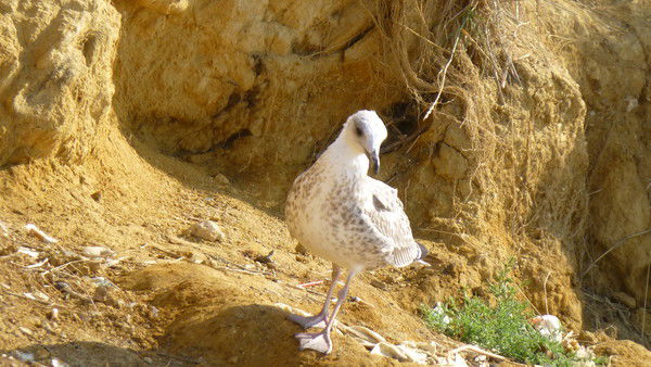 Ирина Дзеркаль