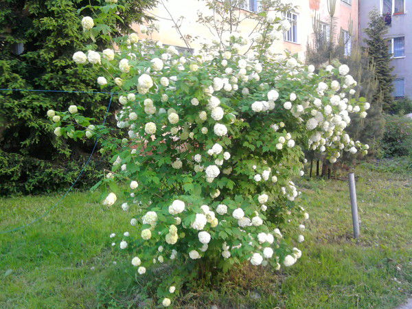 Ирина Алекс