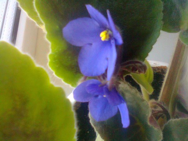 Валентина Калащникова