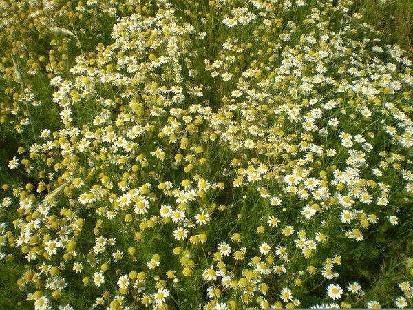 Марина Ханявина