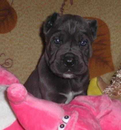 Геннадий Корниенко