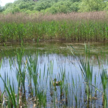 Страптивая ***