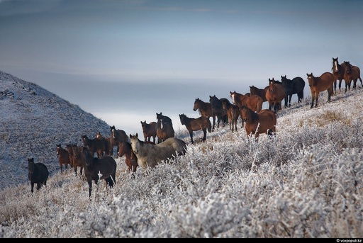 Bizin Бизнес Инвест
