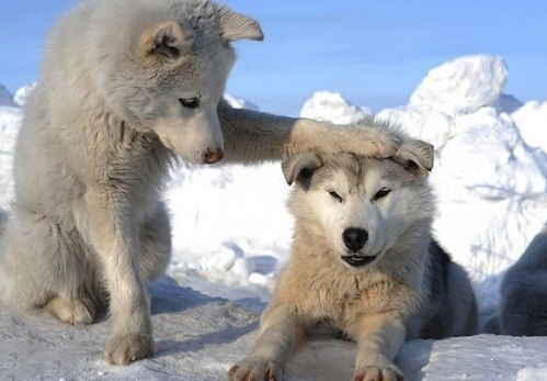 Николай Соколов