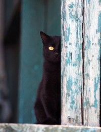 Василий Петров