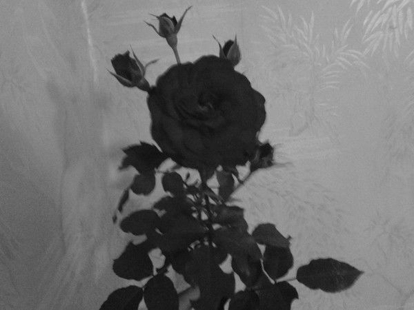 Анастасия Колмагорова