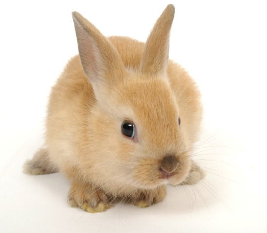 Арай Кудайбергенова