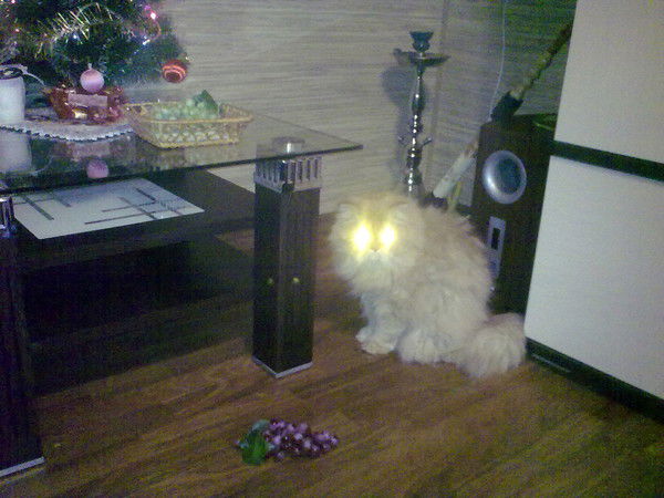 Галина Тимошина