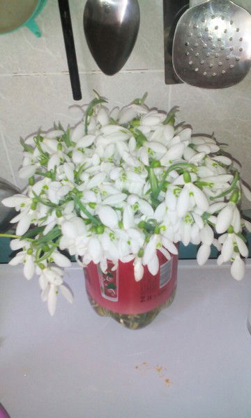 Наталья Рыбина