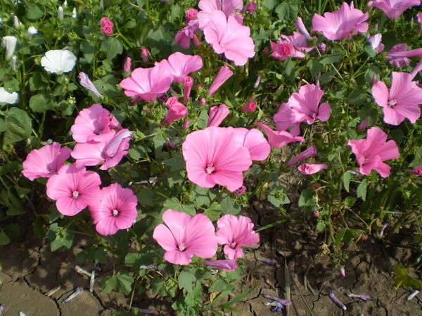 Ирина Гаврилова