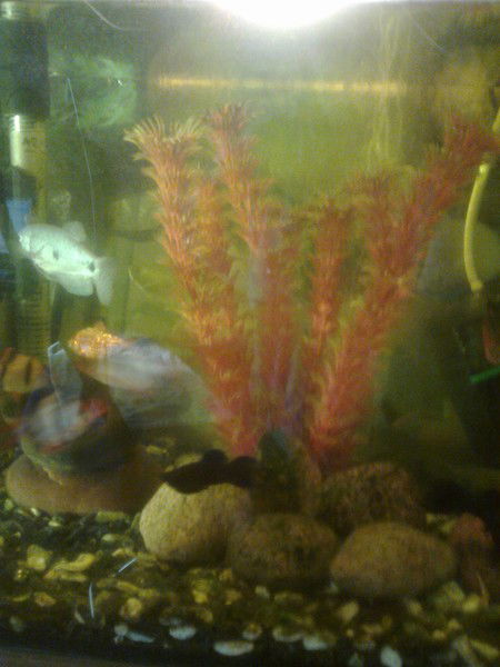 Виктория Петрова