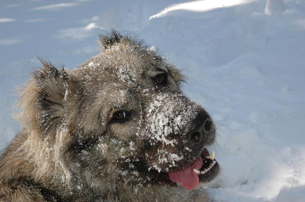 Инна Запорожцева