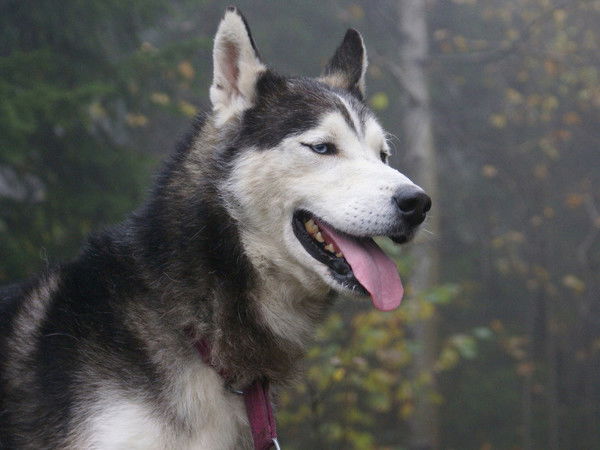 Александр Васильев