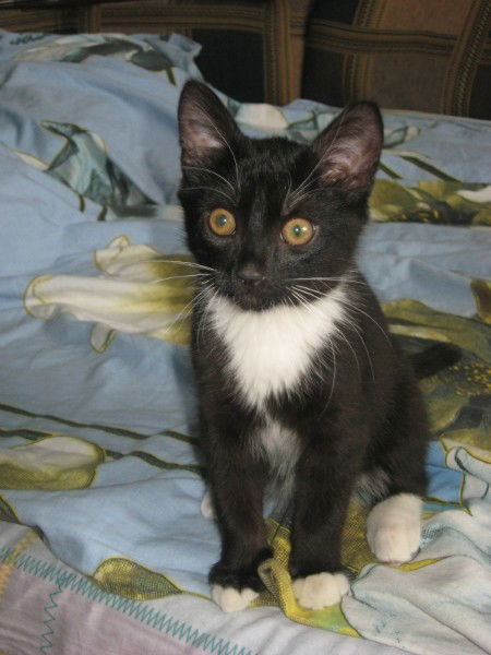 Виктория Кириллова