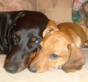 Дмитрий Здраевский