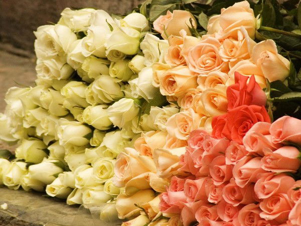 Eлена Малахова