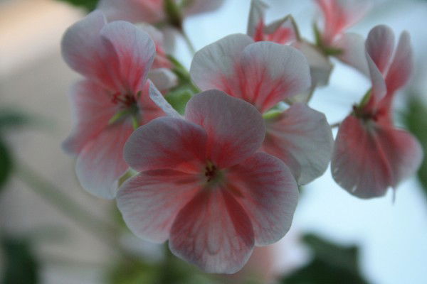 Наталья Ермакович