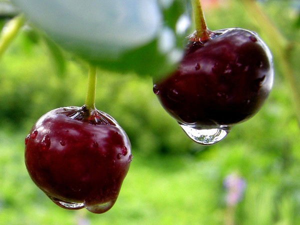 Жанар Оракбаева