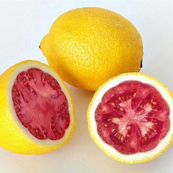 Анна Попович