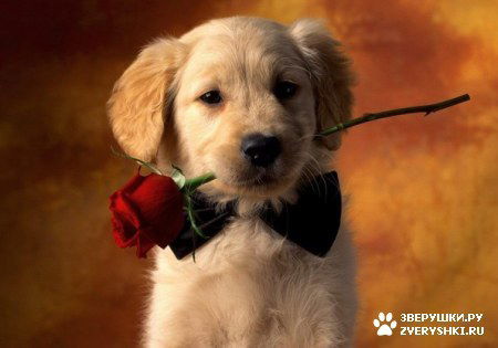 Никита Драгунов