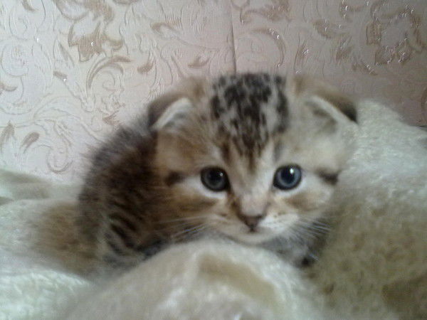 Ольга Лаптева