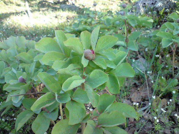 Валентина Иванова